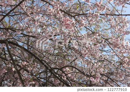 Weeping cherry blossoms ・*。 ❀ weeping cherry blossoms ❀ 。 *・ Weeping cherry blossoms ・*。 ❀ weeping cherry blossoms ❀ 。 *・ 122777910