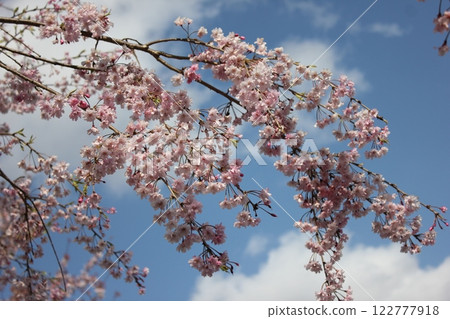 Weeping cherry blossoms ・*。 ❀ weeping cherry blossoms ❀ 。 *・ 122777918