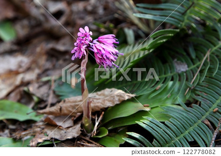 Heloniopsis orientalis blooming first in spring 122778082
