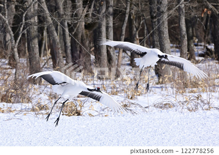 Japanese crane, before landing Japanese crane, before landing 122778256