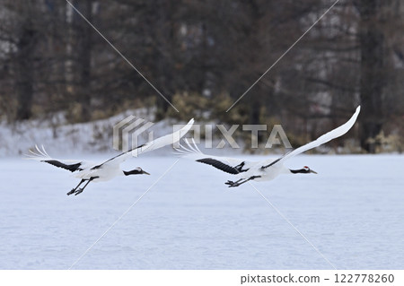 Japanese crane flight Japanese crane flight 122778260