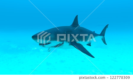 White shark shark 122778309