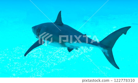 White shark shark 122778310