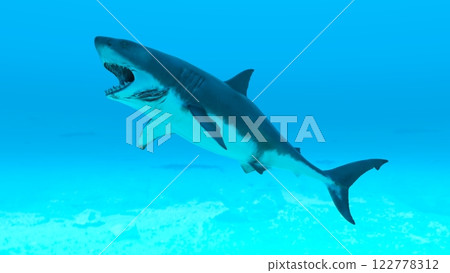 White shark shark 122778312