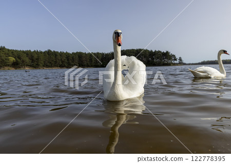 white swans who arrived in eastern Europe in the spring to raise offspring white swans who arrived in eastern Europe in the spring to raise offspring 122778395