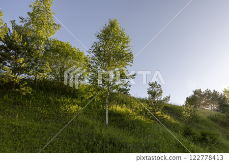 deciduous trees growing on a hill against a blue sky background 122778413