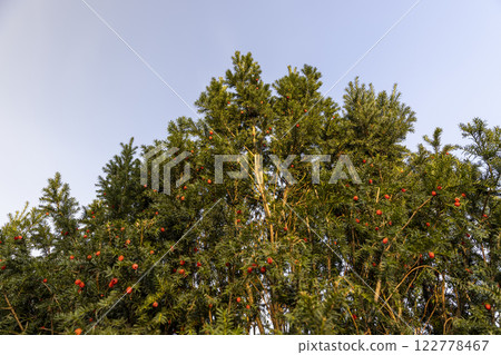 a berry yew plant with red fruits in the autumn season a berry yew plant with red fruits in the autumn season 122778467
