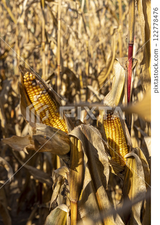dry orange and yellow corn in the field in autumn 122778476