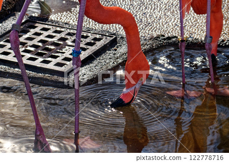 Flamingo drinking water Flamingo drinking water 122778716