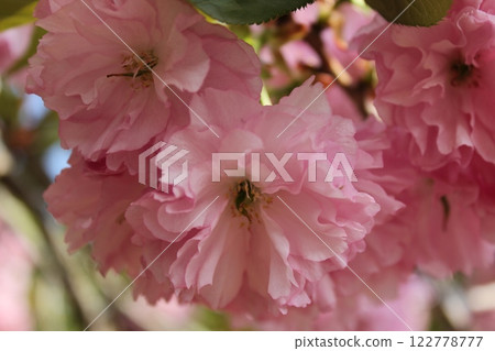 Weeping cherry blossoms ・*。 ❀ weeping cherry blossoms ❀ 。 *・ Weeping cherry blossoms ・*。 ❀ weeping cherry blossoms ❀ 。 *・ 122778777