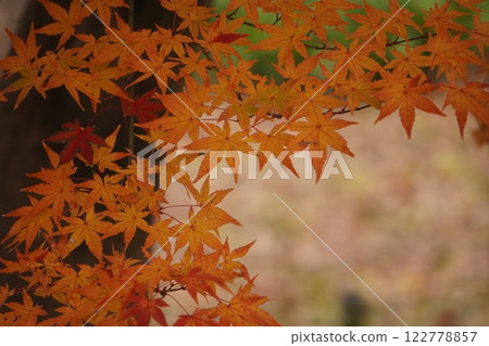 改變葉子的Momiji 改變葉子的Momiji 122778857
