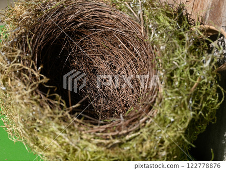Wild bird, Japanese white-eye (Mejiro) nest Wild bird, Japanese white-eye (Mejiro) nest 122778876