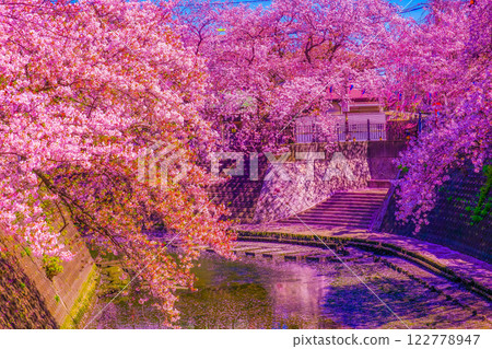 Cherry blossoms along the river 122778947