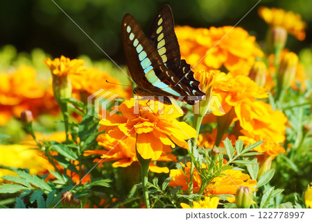 Mary gold and butterflies 122778997