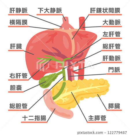 肝臟、膽囊、胰臟和十二指腸結構圖 1 肝臟、膽囊、胰臟和十二指腸結構圖 1 122779487