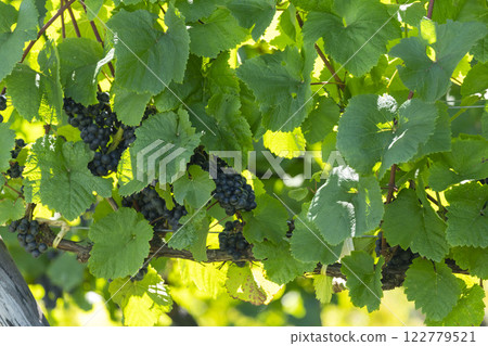 Vineyard Vineyard 122779521