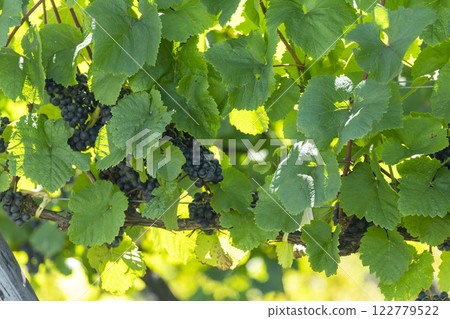 Vineyard Vineyard 122779522
