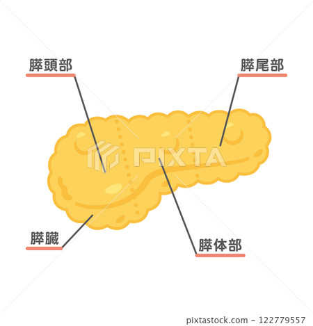 Pancreas structure illustration 1 Pancreas structure illustration 1 122779557