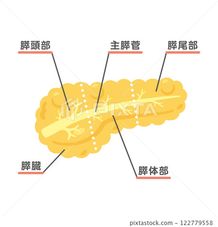 Pancreas structure illustration 2 Pancreas structure illustration 2 122779558