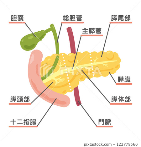 胰臟、膽囊和十二指腸結構圖 1 胰臟、膽囊和十二指腸結構圖 1 122779560