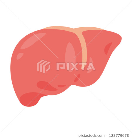 Illustration of the liver 122779678