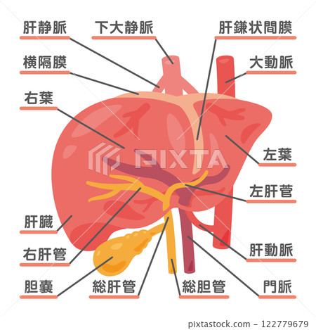 Liver and gallbladder structure illustration 1 122779679