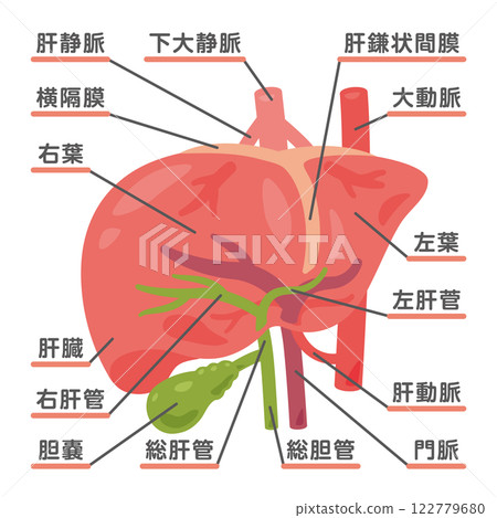 Liver and gallbladder structure illustration 2 Liver and gallbladder structure illustration 2 122779680