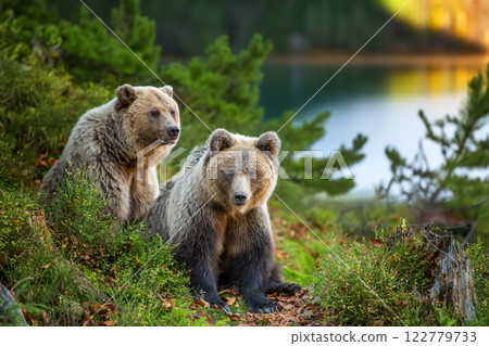 Brown bear in autumn forest 122779733