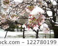 Cherry blossoms blooming in a snowy park 122780199