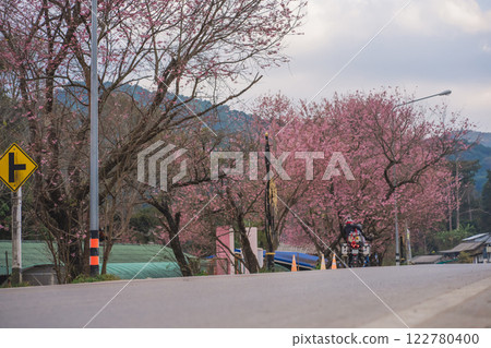 travel in nature concept with pink cherry blossom tree and country road in springtime season 122780400