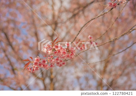 travel in nature concept with pink cherry blossom tree and clear sky in springtime season 122780421