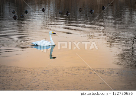 Swan Lake at dawn [Otakaradata Reservoir] 122780686