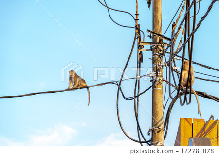 Monkey walking on electric wire Monkey walking on electric wire 122781078