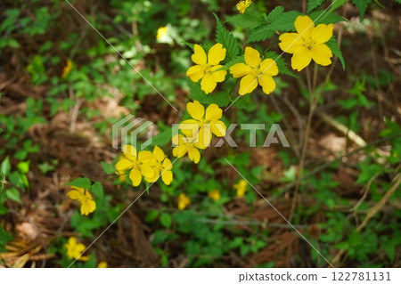 晚春時節，陽光透過樹叢灑落在山間小徑上，盛開著黃色單瓣棣棠花 Ver2 122781131