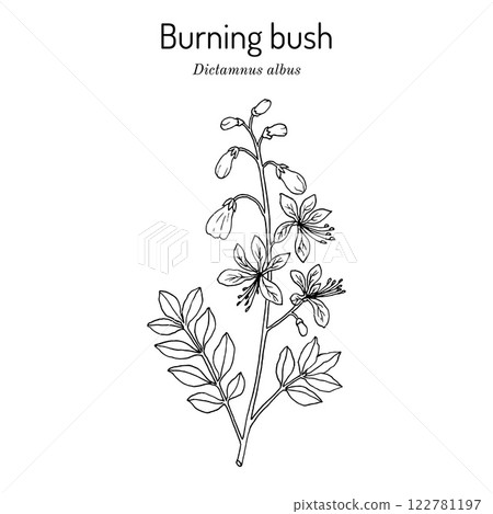 Burning bush, or dittany (Dictamnus albus), medicinal plant 122781197