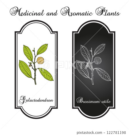 Galactodendron (Brosimum utile), medicinal plant 122781198