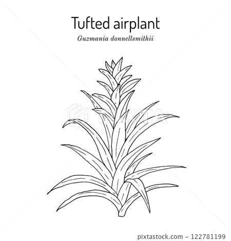Tufted airplant (Guzmania donnellsmithii), ornamental plant 122781199