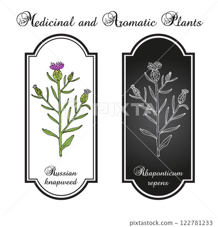 Russian knapweed (Rhaponticum repens), medicinal plant 122781233