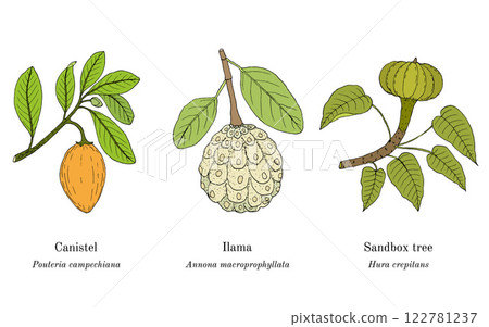 Collection of edible and medicinal plants 122781237