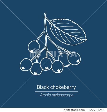 Black chokeberry (Aronia melanocarpa), edible and medicinal plant Black chokeberry (Aronia melanocarpa), edible and medicinal plant 122781246