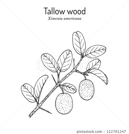 Tallow wood, or hog plum Ximenia americana , edible and medicinal plant Tallow wood, or hog plum Ximenia americana , edible and medicinal plant 122781247