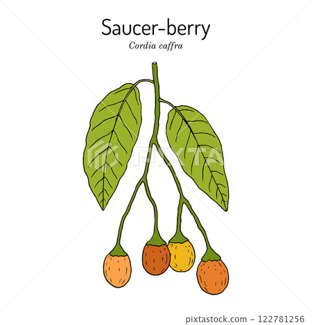 Saucer-berry, or Septee Tree Cordia caffra , edible and medicinal plant Saucer-berry, or Septee Tree Cordia caffra , edible and medicinal plant 122781256