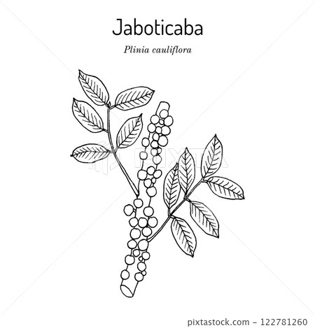 Brazilian grapetree, or jaboticaba Plinia cauliflora , edible and medicinal plant Brazilian grapetree, or jaboticaba Plinia cauliflora , edible and medicinal plant 122781260