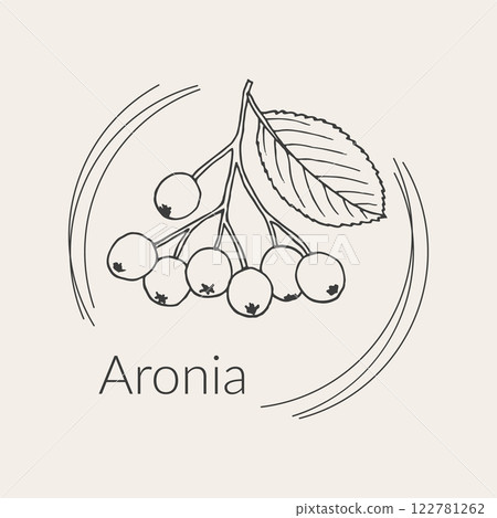 Black chokeberry or aronia floral hand drawn logo template Black chokeberry or aronia floral hand drawn logo template 122781262