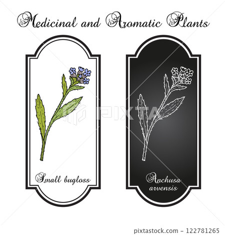 Small or annual bugloss Anchusa arvensis , medicinal plant Small or annual bugloss Anchusa arvensis , medicinal plant 122781265