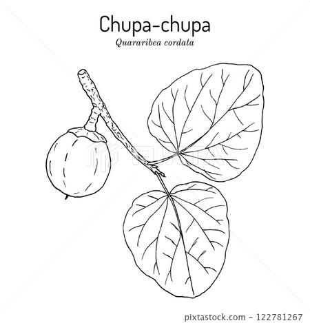 South American sapote or chupa-chupa Quararibea or Matisia cordata , edible and medicinal plant 122781267