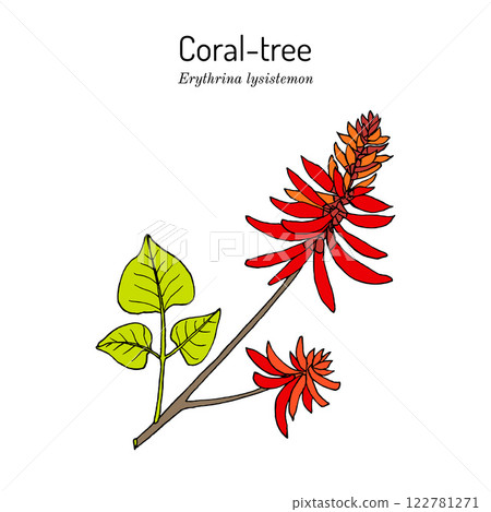Common coral-tree Erythrina lysistemon , honey and medicinal plant 122781271