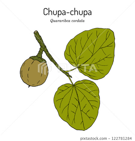 South American sapote or chupa-chupa Quararibea or Matisia cordata , edible and medicinal plant 122781284