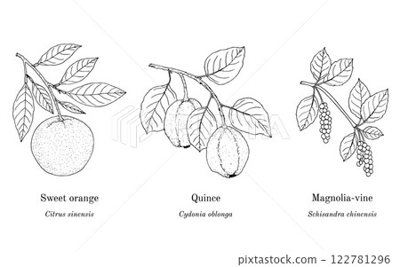 Collection of edible and medicinal plants Collection of edible and medicinal plants 122781296
