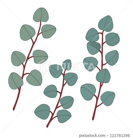 Silver dollar tree eucalyptus branches 122781298